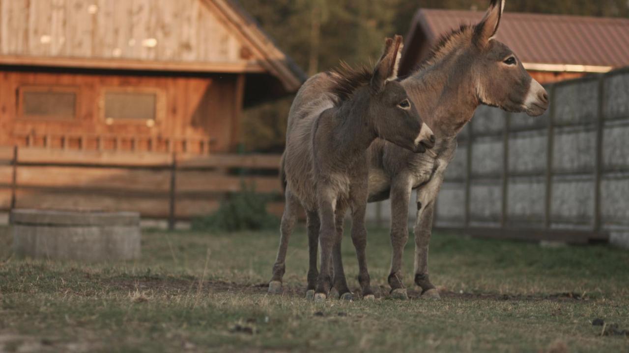 Tatarska Zagroda - Agroturystyka Dolina Baryczy Noclegi - Domek Danielek Krosnice Dış mekan fotoğraf
